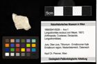 Foto (Objekt + Etiketten) von Longodromites excisus (von Meyer, 1857) 